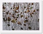 001w (200) * 3072 x 2304 * (1.35MB)